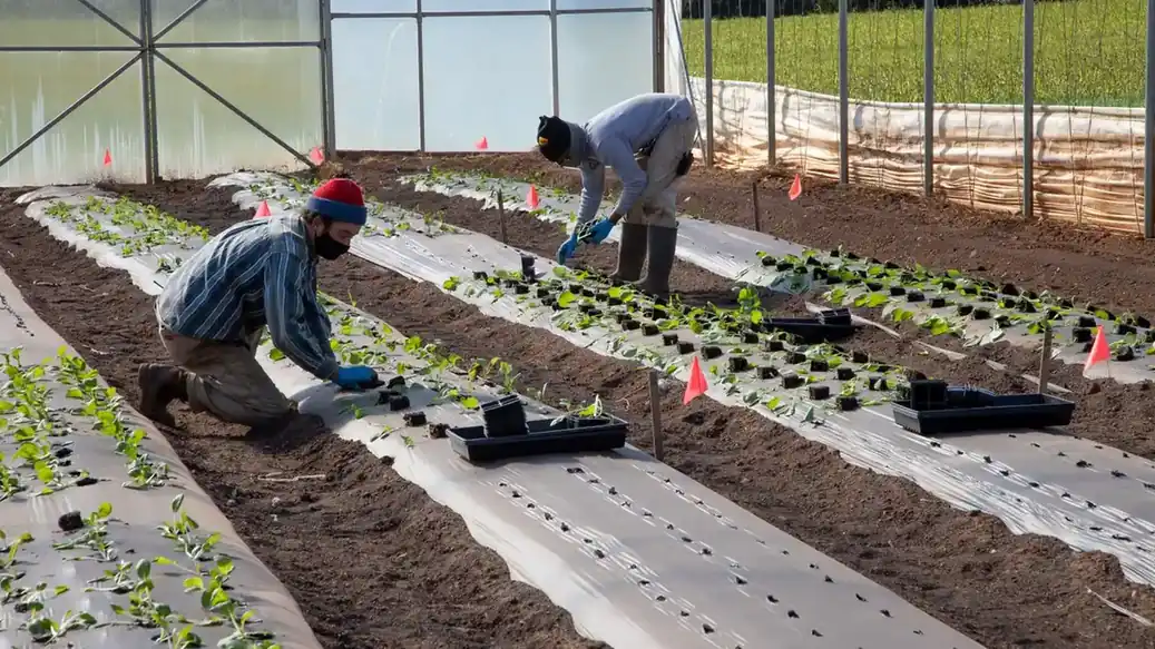 Deux ouvriers agricoles plantent des semis en rangs dans une serre.